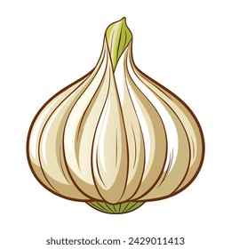 Vector of illustration Garlic on white