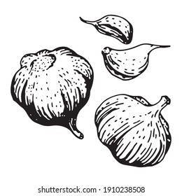 vector illustration, garlic sketch. Vegetable vector, monochrome contour on white