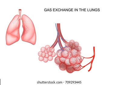 Vector Illustration Of Gas Exchange In The Lungs
