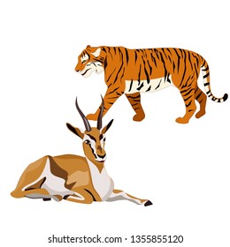 Vector illustration of gazelles and tiger on white background. 