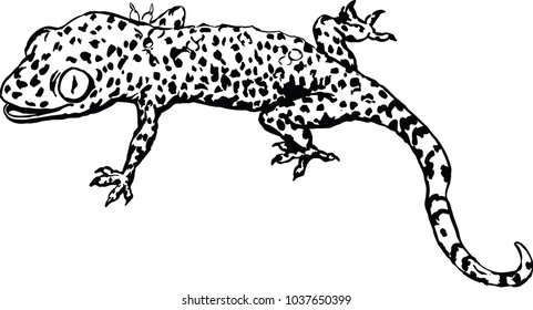 Vector illustration of gecko