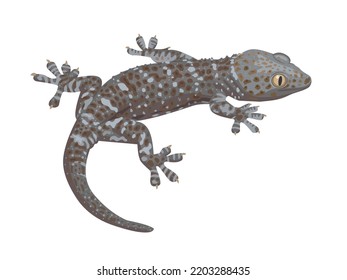 Vector illustration, a gecko isolated on a white background.