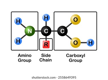 Vector illustration of general structure of an amino acid on white background.