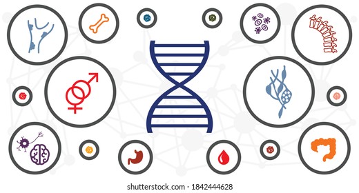 vector illustration of genetic diseases causes DNA research and human body organs