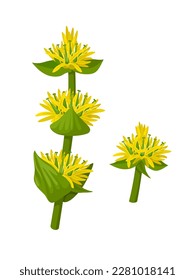 Vector illustration, Gentiana lutea or great yellow gentian, isolated on white background.