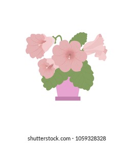 Vector illustration of a gentle, pink gloxinia on a white isolated background.For the design of a store, album, poster.