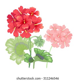 Vector illustration of a geranium flower isolated on white background. Victorian style vintage. Floral design to print on clothing, cards, wedding invitations, congratulations, botanical texts.
