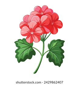 Vector of illustration geranium on white