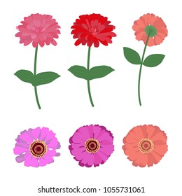Vector illustration of gerbera, chtizantemy on white isolated background. Template for the decor of the album, postcard, poster, applique.