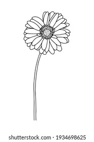 Vector illustration of a gerbera. Doodle style. Suitable for design, printing, decoration, textiles, paper and colorings.