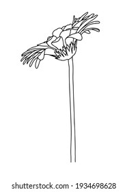 Ilustración vectorial de una gerbera. Estilo Doodle. Adecuado para el diseño, impresión, decoración, textiles, papel y colorantes.