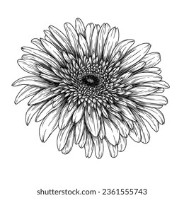 Vector illustration of gerbera flower in engraving style