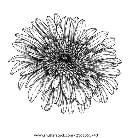 Vector illustration of gerbera flower in engraving style