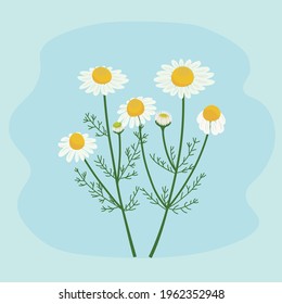 Vector Illustration Of German Chamomile