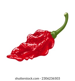 Vector illustration, ghost pepper chili, isolated on white background.