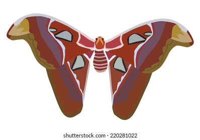 Vector illustration giant atlas moth isolated on white