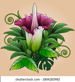 Vector illustration, the giant carcass flower, Amorphophallus titanum, is a plant from the taro tribe (Araceae) typical of Sumatra, Indonesia.
