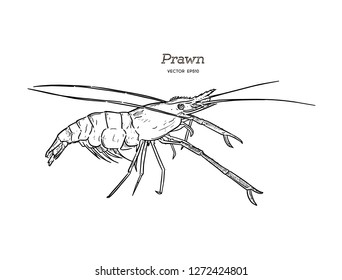 Vector Illustration: Giant freshwater prawn ( Giant malaysian,Macrobrachium rosenbergii) . Fresh live River shrimp hand draw sketch vector.