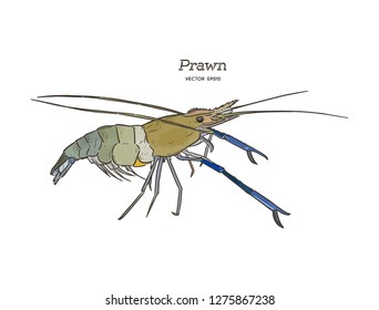 Vector Illustration: Giant freshwater prawn ( Giant malaysian,Macrobrachium rosenbergii) . Fresh live River shrimp hand draw sketch vector.