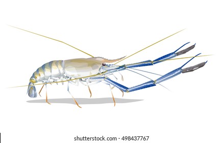 Vector Illustration: Giant freshwater prawn ( Giant malaysian,Macrobrachium rosenbergii) Fresh live River shrimp isolated on white background.