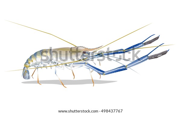 Vector Illustration Giant Freshwater Prawn Giant Stock Vector Royalty