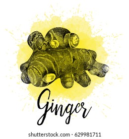Vector illustration, ginger in hand drawn graphics. Depicted on a yellow watercolor background