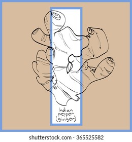 Vector illustration of ginger (indian pepper) inside of letter I. Limited colors graphic. Hand drawing.