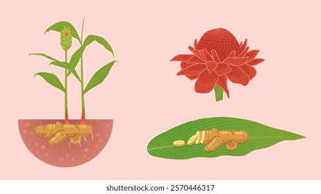 Vector illustration of ginger and ginger plant. Isolated ginger plant set.