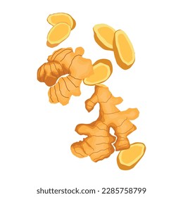 Vector illustration of ginger. Sets of ginger whole and sliced. Natural organic ginger for health, medicine, protection against colds. Spice for cooking, ginger to immunity