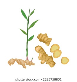 Vector illustration of ginger. Sets of ginger whole and sliced. Natural organic ginger for health, medicine, protection against colds. Spice for cooking, ginger to immunity