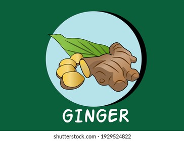 Vector illustration of ginger spices from Indonesia