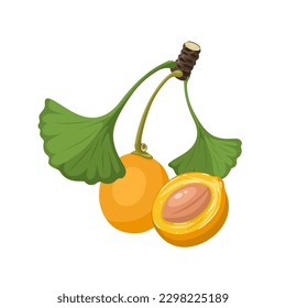 Vector illustration, ginkgo biloba fruit with leaves, isolated on white background.