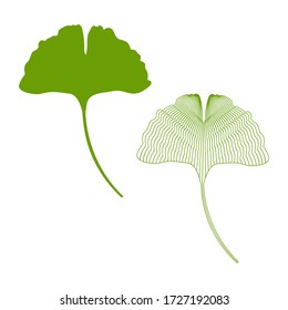 Vector illustration of a ginkgo biloba leaf on a white isolated background. Vector set ginkgo biloba