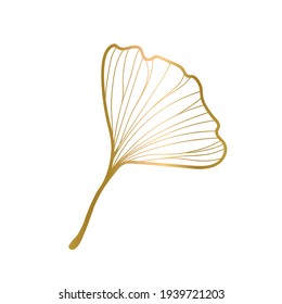 Vector illustration of ginkgo biloba leaf. ink line art design