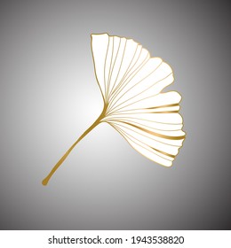 Vector illustration of ginkgo biloba leaf. ink line art design