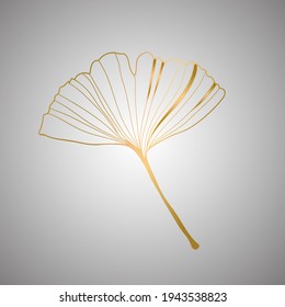 Vector illustration of ginkgo biloba leaf. ink line art design