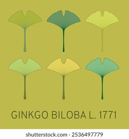 Ilustração vetorial de uma folha de ginkgo biloba usando o método de geometria sagrada. Conjunto vetorial de ginkgo biloba.
