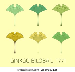 Ilustração vetorial de uma folha de ginkgo biloba usando o método de geometria sagrada. Conjunto vetorial de ginkgo biloba.
