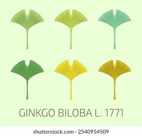 Ilustração vetorial de uma folha de ginkgo biloba usando o método de geometria sagrada. Conjunto vetorial de ginkgo biloba.
