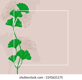 Vector illustration of ginkgo biloba leaves. Botanical nature background with white frame for text.