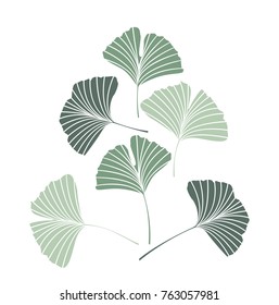 Vector Illustration ginkgo biloba leaves. Nature background with leaves.