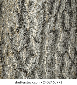 Vector illustration of ginkgo biloba tree bark. Tree bark background.
