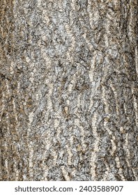 Vector illustration of ginkgo biloba tree bark. Tree bark background.
