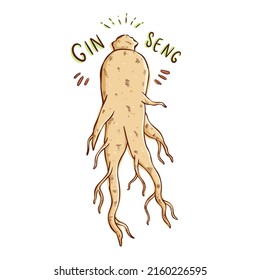 Vector Illustration of Ginseng. A root of cultivated Korean ginseng. Food ingredients used for traditional Chinese medicine