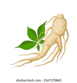 Vector illustration, ginseng root with leaves, isolated on white background, suitable for herbal medicine packaging product labels, or herbal medicine book covers.