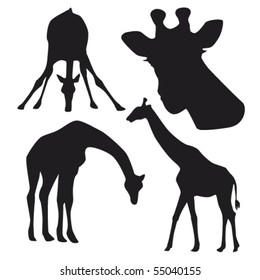 vector illustration of giraffe