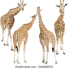 Vector illustration of giraffe animal on white