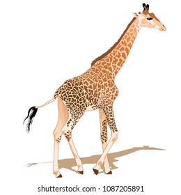 Vector illustration of giraffe design over white background