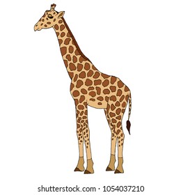 
Vector illustration of a giraffe in full growth, wild animals of Africa, hand drawn isolated, doodle style