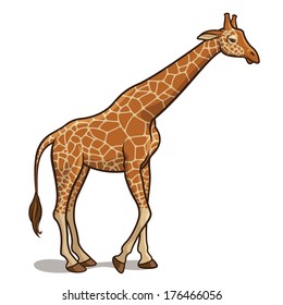 Vector illustration of a giraffe isolated on a white background